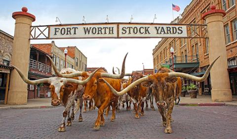 Longhorn cattle herd crossing the historic Fort Worth Stockyards entrance